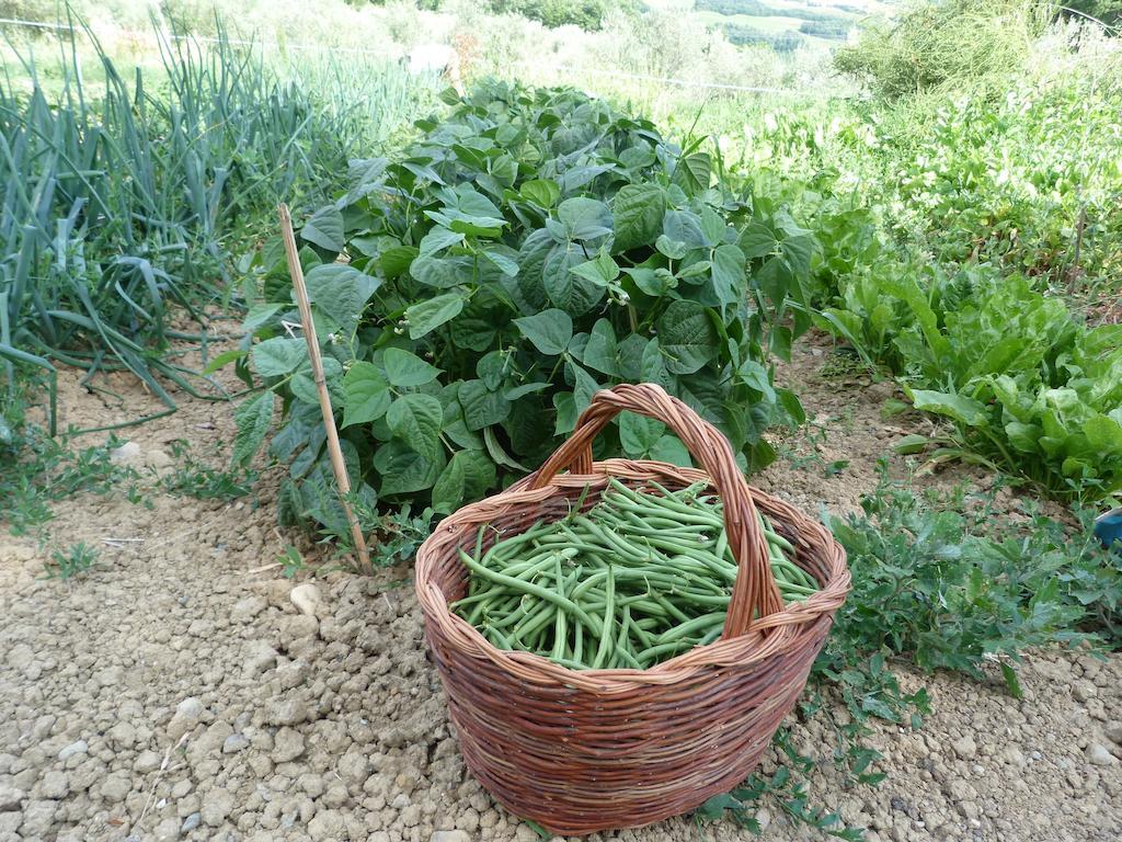 Agriturismo Apparita Montecastelli Pisano المظهر الخارجي الصورة